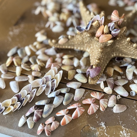 50 (25 Pairs) Florida Coquina Seashells Butterfly Shells DIY Crafting Bulk Lot - Picture 14 of 16